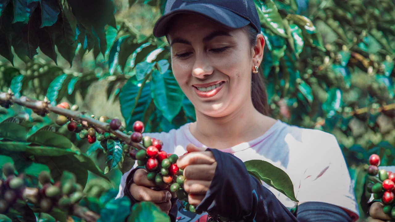 Exportación de Café Colombiano - Tritocafe